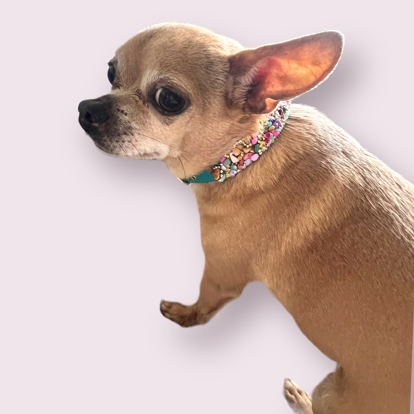 The Kelvin- Dog Collar: 16”