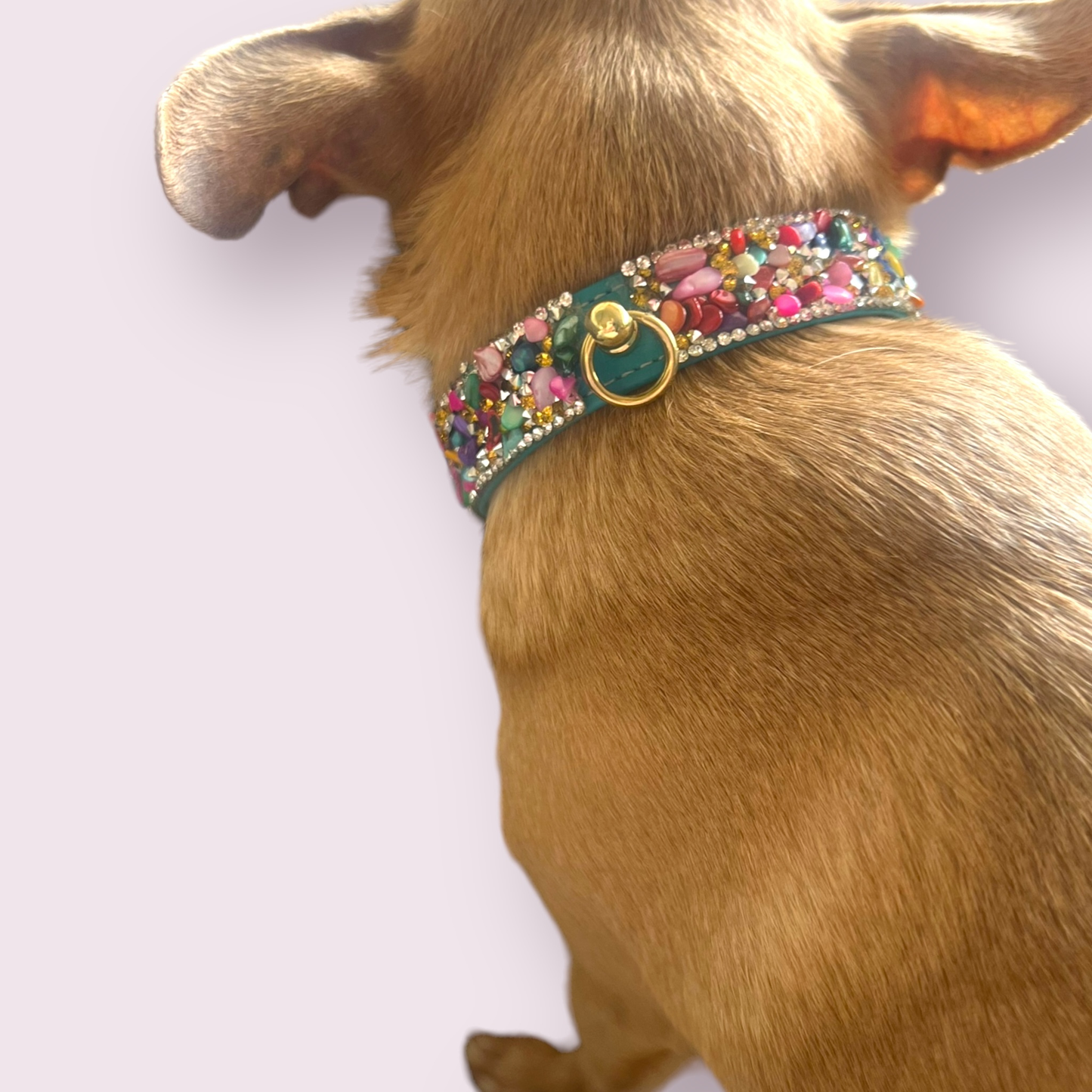 The Kelvin- Dog Collar: 14”