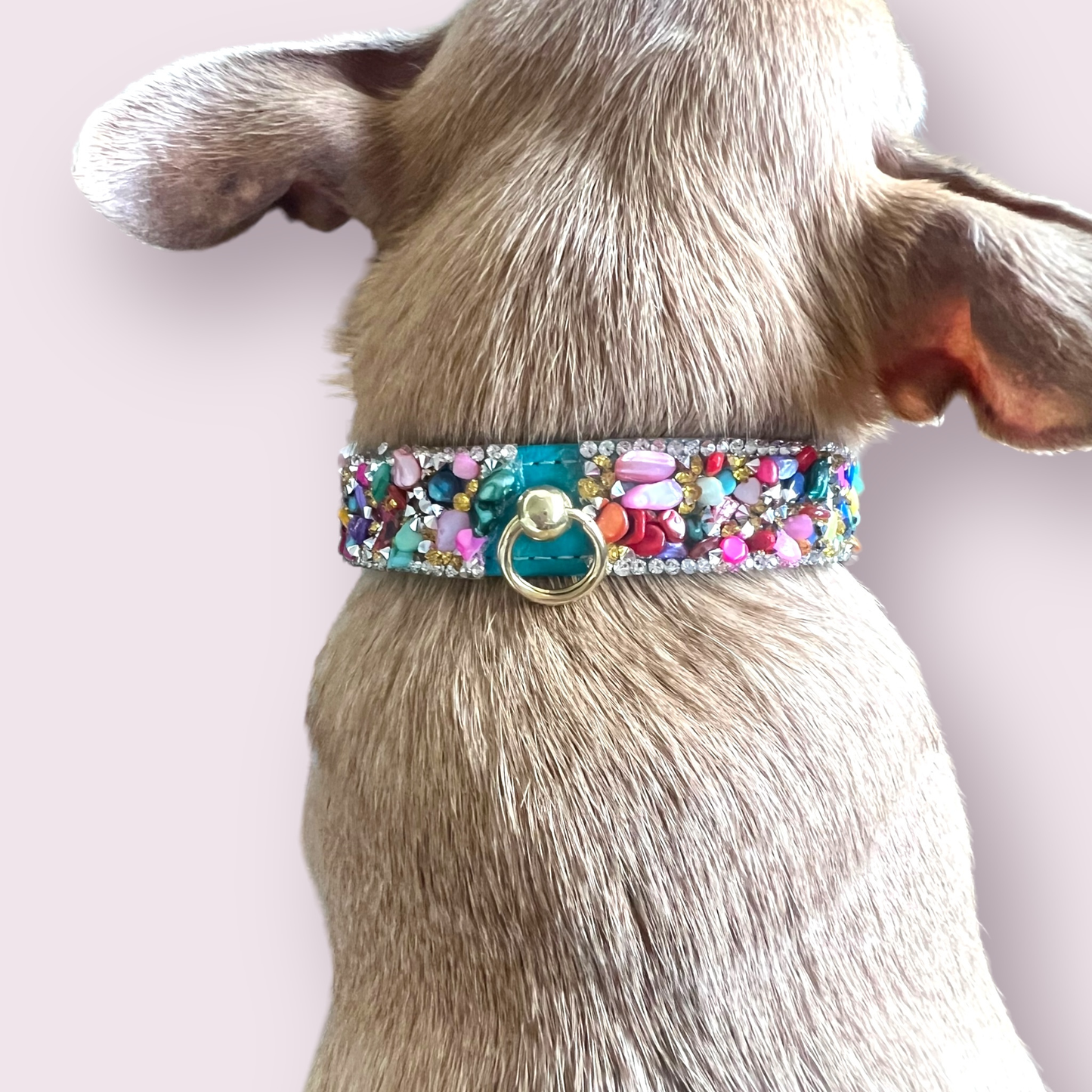 The Kelvin- Dog Collar: 14”