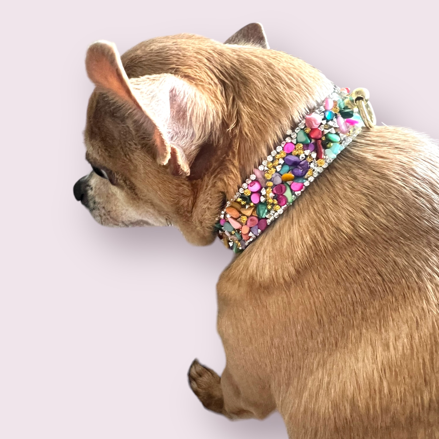 The Kelvin- Dog Collar: 16”