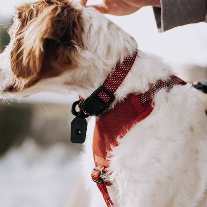 MAGNETIC QUICK CLIP CONTROL HARNESS: Blue / Large
