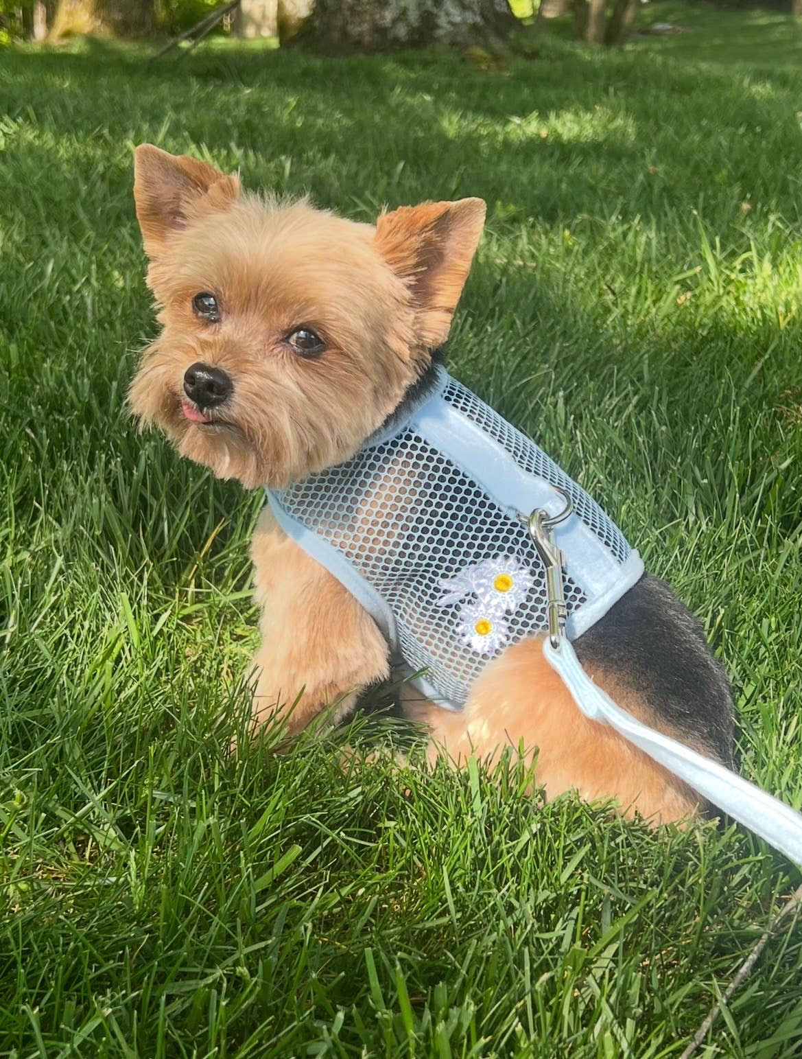 Cool Mesh Dog Harness - Blue Daisy: Small