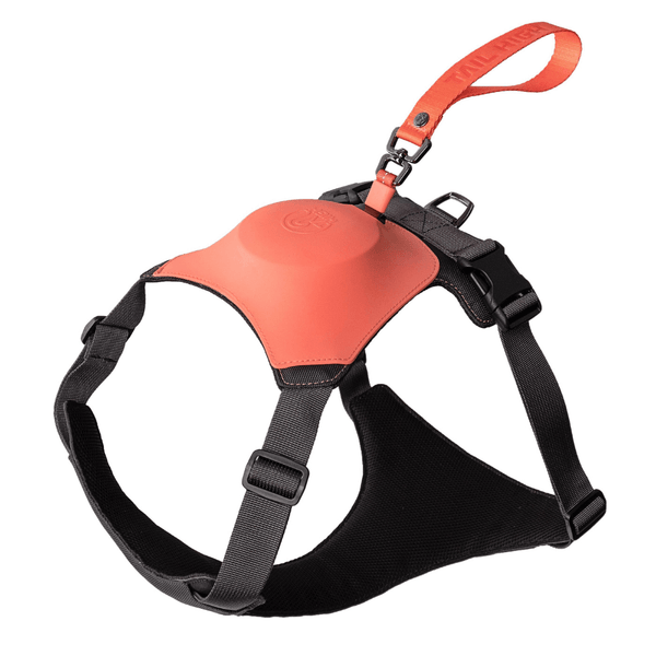 The ONE- Harness AND leash
