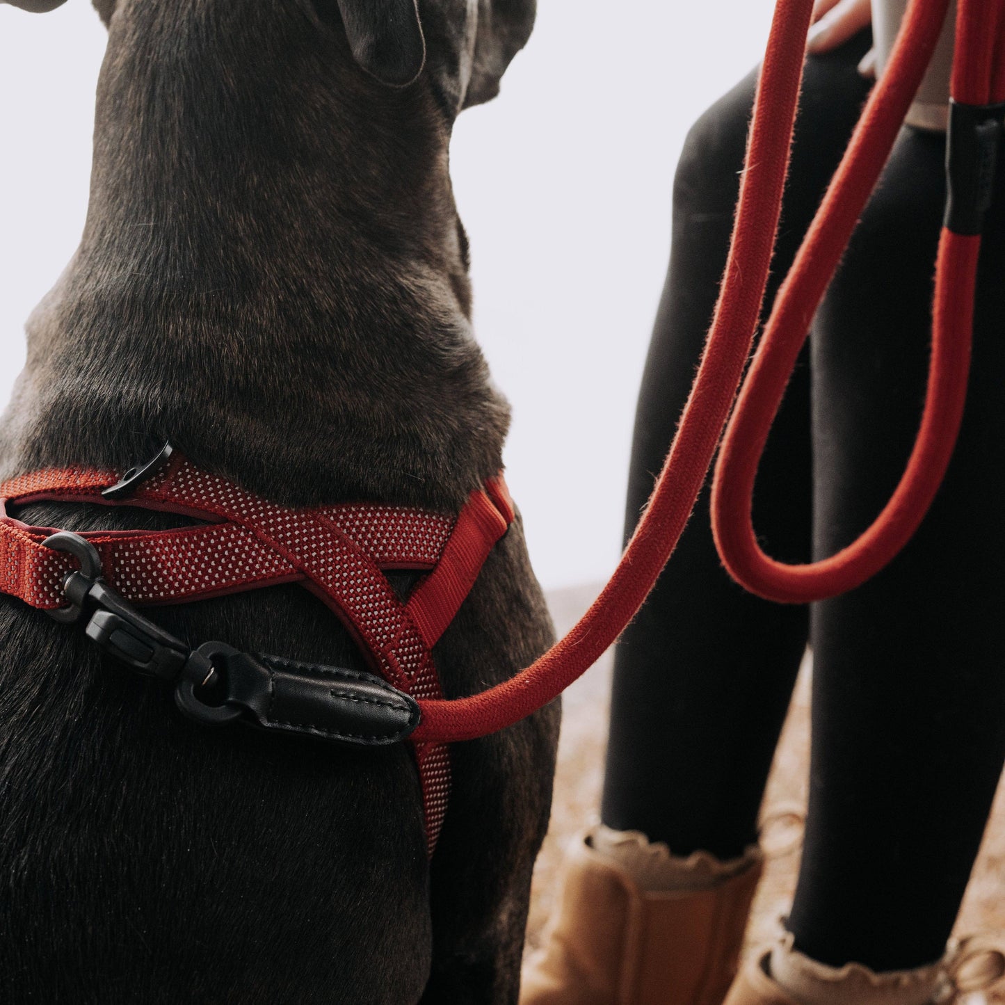 MAGNETIC QUICK CLIP ROPE LEASH: Blue / Medium/Large