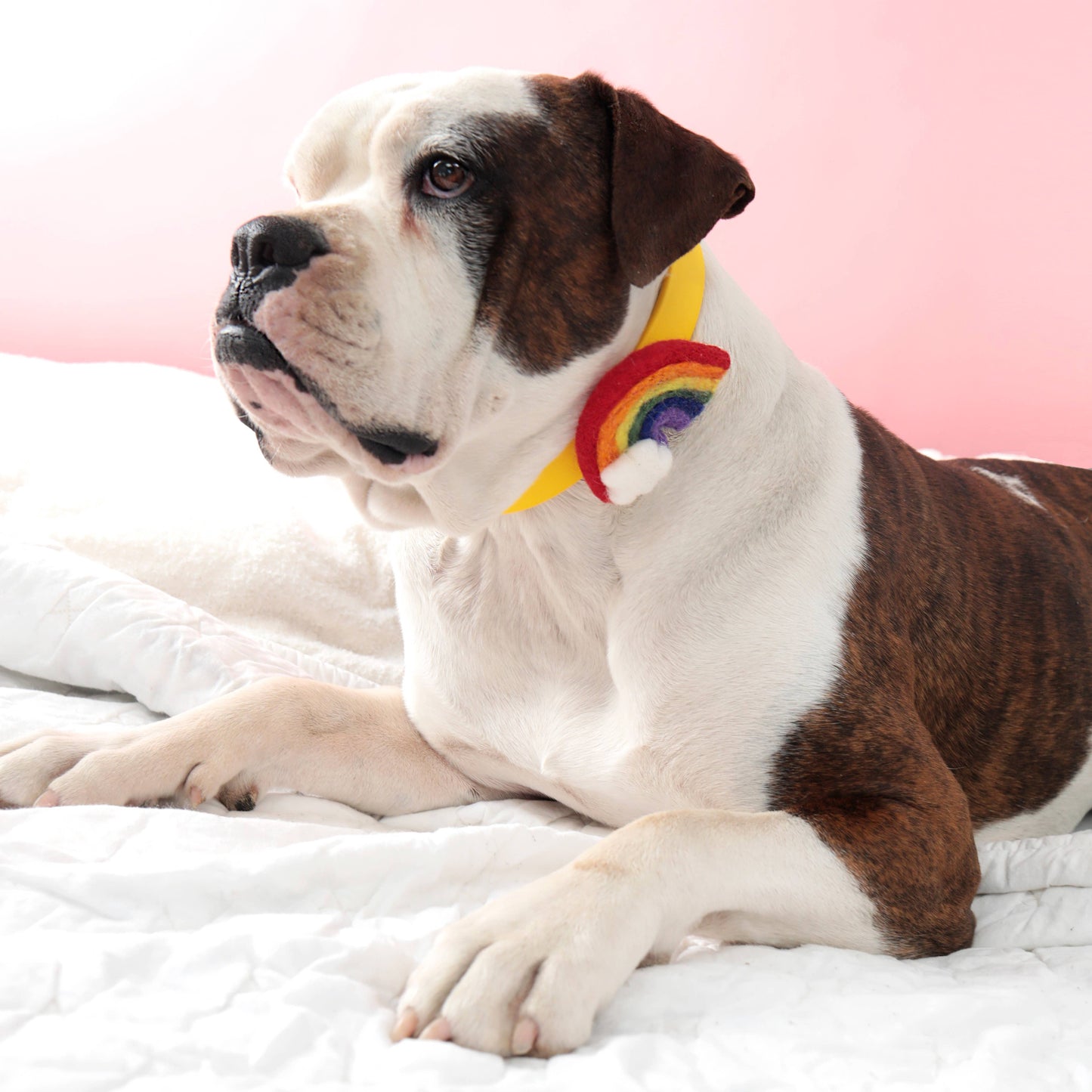 Rainbow Dog Collar Accessory (4 Colors) - Pride: Pastel / Fits 5/8" to 3/4"