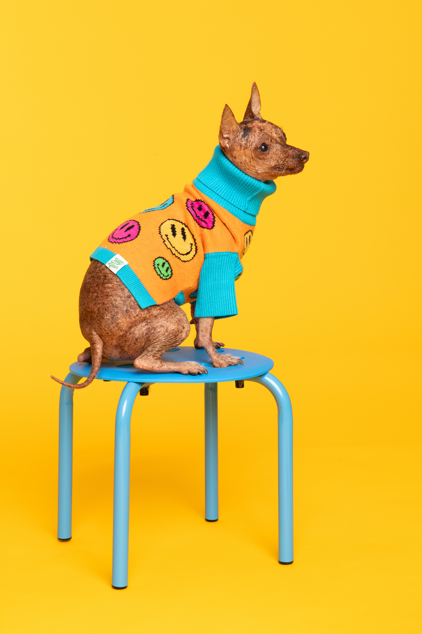 How Are You Feeling? Pet Sweater: S