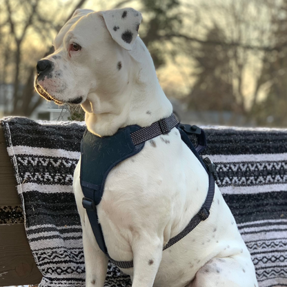 MAGNETIC QUICK CLIP CONTROL HARNESS: Blue / Large
