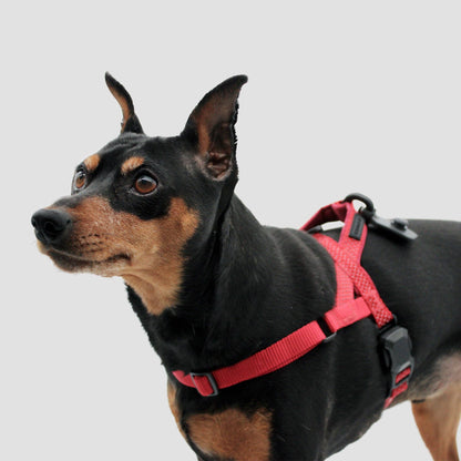 MAGNETIC QUICK CLIP HARNESS: Blue / Small