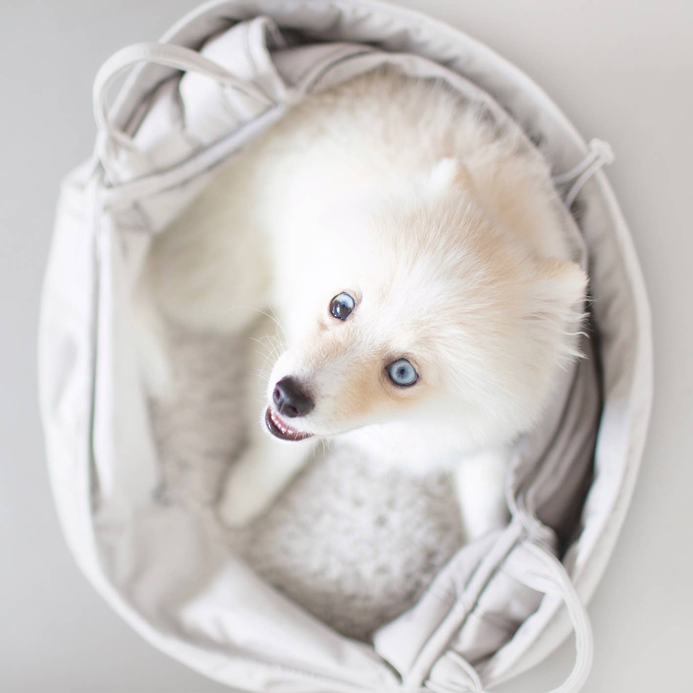 OLLA | PETITE PET CARRYCOT//DOG CARRIER: Camel