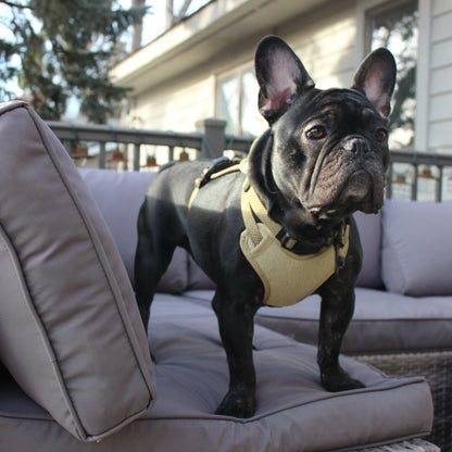 MAGNETIC QUICK CLIP CONTROL HARNESS: Black / Large