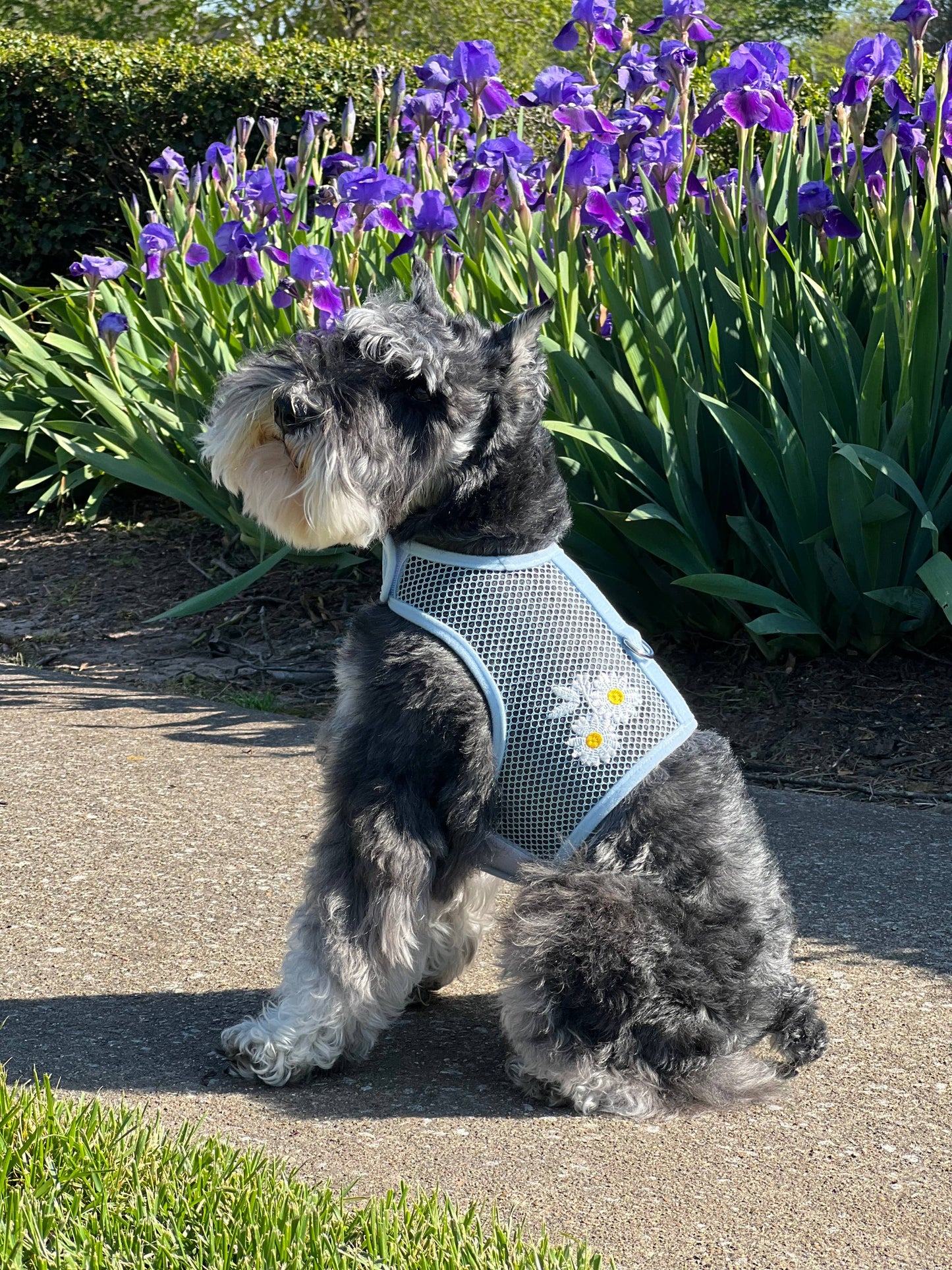 Cool Mesh Dog Harness - Blue Daisy: Small