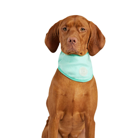 GF PET Ice Band - Dog Cooling Bandana - Aqua: L/XL