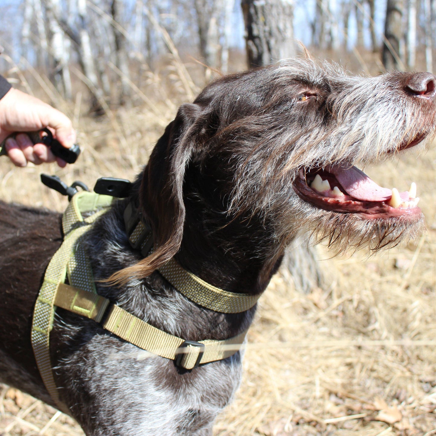 MAGNETIC QUICK CLIP HARNESS: Blue / Small