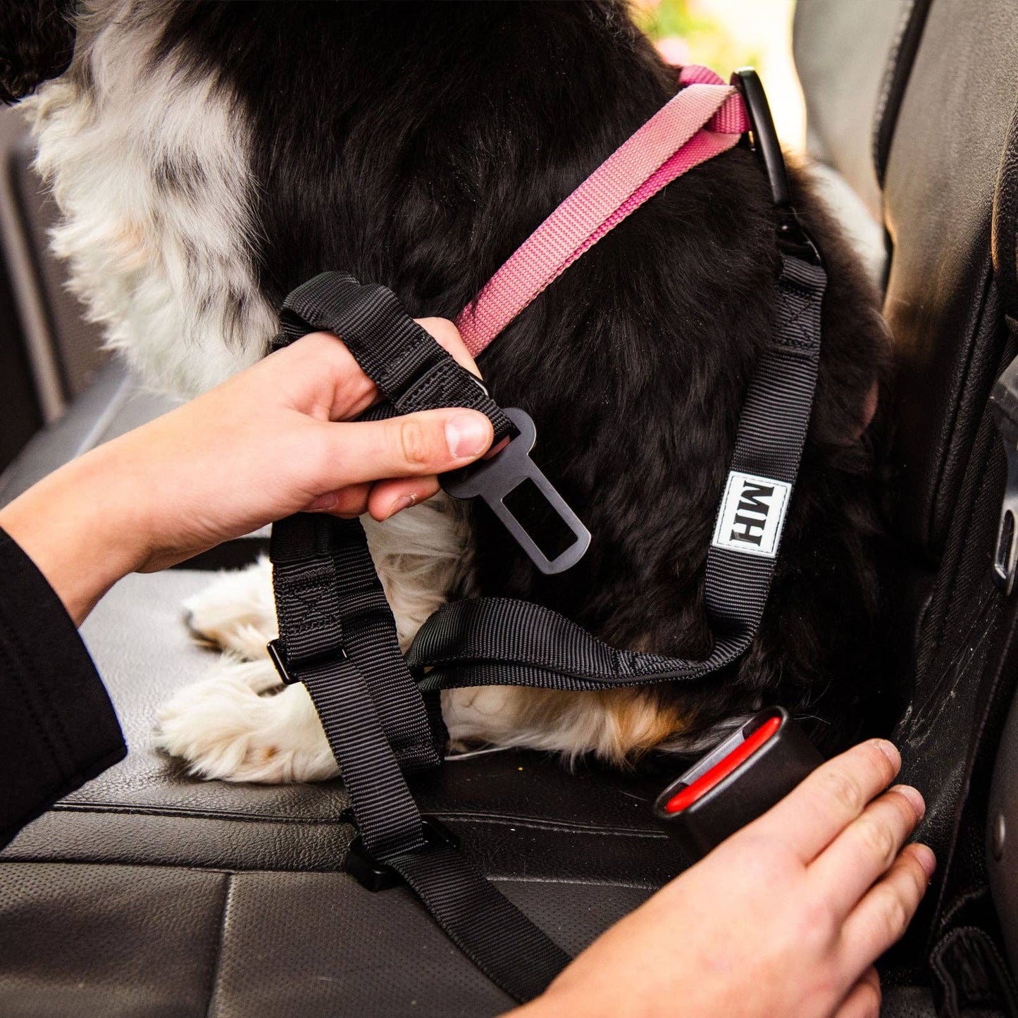 Go Go Gadget- bungee leash